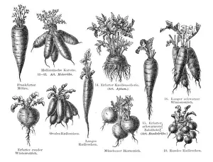 Vegetables engraving 1895