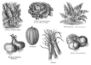 Vegetables engraving 1895