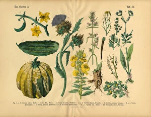 Images Dated 24th March 2016: Vegetables and Flowers of the Garden, Victorian Botanical Illustration