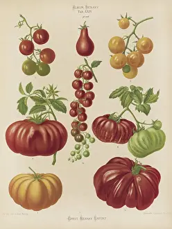 Dish Prints: Vegetables, various tomatoes, after Ernst Samuel Benary (10 November 1819)
