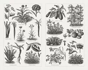Images Dated 29th June 2018: Vegetables, wood engravings, published in 1897