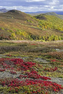 Images Dated 6th September 2016: Vegetation in autumn colours, Vindelfjaellen, Vaesterbotten County, Sweden