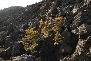 Images Dated 4th March 2007: Vegetation growing on lava, Big Island, Hawaii, United States