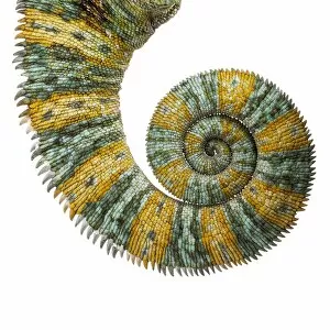 Animal Wildlife Gallery: Veiled chameleon tail