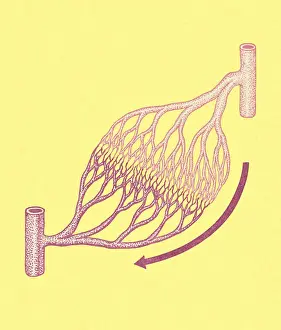Veins and Arteries