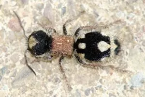 Images Dated 1st May 2010: Velvet Ant (Ronisia barbarula)