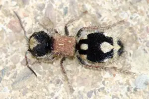 Velvet Ant (Ronisia barbarula)
