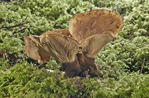 Images Dated 10th September 2014: Velvet roll-ri -Tapinella atrotomentosa-, Baden-Wurttemberg, Germany