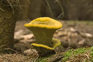 Woods Prints: Velvet-top Fungus (Phaeolus schweinitzii)