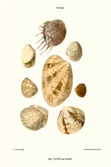 Mollusc Prints: venus shells