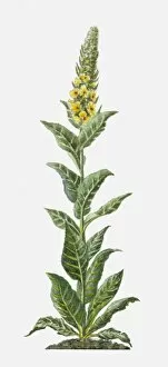 Plant Stem Gallery: Verbascum thapsus (Common Mullein) with yellow flowers and green leaves on tall stem
