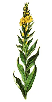 Verbascum thapsus, the great mullein or common mullein