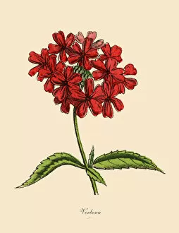 Images Dated 5th April 2016: Verbena Plants, Victorian Botanical Illustration
