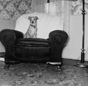 Lamp Prints: Dog