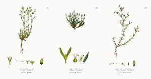 Images Dated 30th November 2017: Vernal Sandwort, Alsine Verna, Victorian Botanical Illustration, 1863