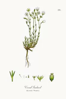 Images Dated 4th October 2017: Vernal Sandwort, Alsine Verna, Victorian Botanical Illustration, 1863