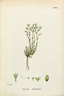 Images Dated 24th February 2017: Vernal Sandwort, Alsine Verna, Victorian Botanical Illustration, 1863