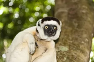Images Dated 24th May 2013: Verreauxs Sifaka -Propithecus verreauxi-, in a tree, Nakampoana Nature Reserve, Madagascar