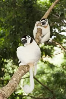 Images Dated 24th May 2013: Two Verreauxs Sifakas -Propithecus verreauxi- sitting in a tree, Nakampoana Nature Reserve