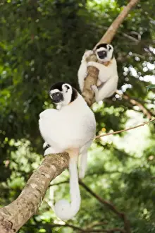 Lemur Prints: Two Verreauxs Sifakas -Propithecus verreauxi- sitting in a tree