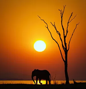 Images Dated 24th October 2018: Vertical Silhouette of Sun, Dead Tree and African Elephant at Sunset on Lake Kariba
