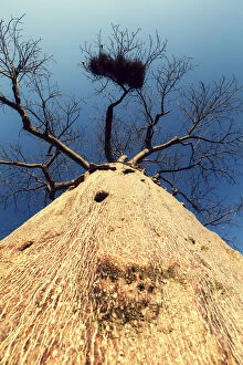 Images Dated 11th July 2015: Vertical viewpoint of a Boabab tree - Mussina South Africa