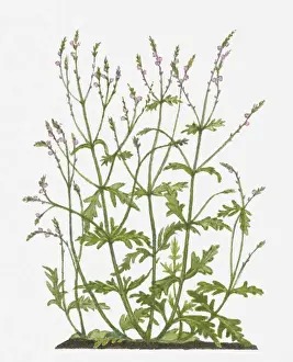 Vervain officinalis (Common Vervain) pink flowers and green leaves on tall stems