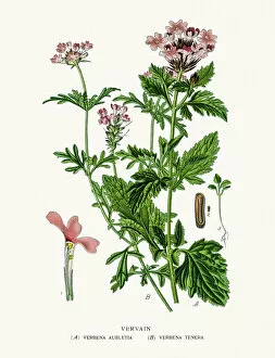 Images Dated 3rd August 2016: Vervain or verbena