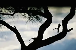 Paul Souders Photography Prints: Vervet monkey (Cercopithecus aethiops) in acacia tree, sunset