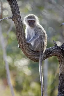 Images Dated 28th August 2009: Vervet Monkey (Chlorocebus pygerythrus)