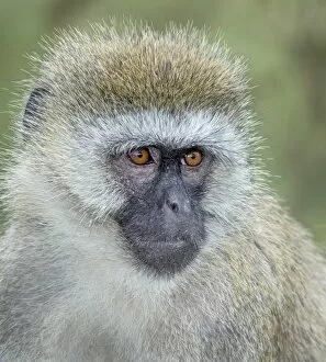 Images Dated 2nd April 2015: Vervet monkey portrait