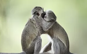 Images Dated 17th August 2009: Vervet Monkeys (Chlorocebus pygerythrus)