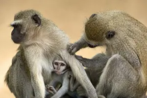 Grooming Prints: Vervet Monkeys, Mana Pools National Park, Zimbabwe