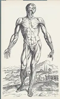 Vesalius