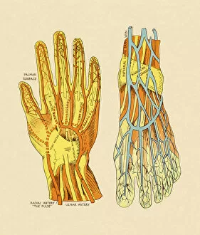 Two Objects Collection: Vessels and Arteries of Hand and Foot