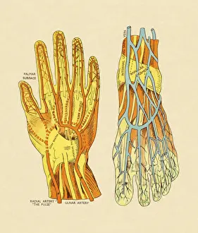 Vessels and Arteries of Hand and Foot