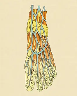 Blood Flow Prints: Vessels in The Foot
