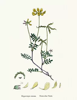 English Botany, or Coloured figures of British Plants Collection: Vetch flower 19th century illustration