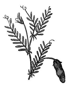 Images Dated 26th May 2017: Vetch (Vicia sylvatica)