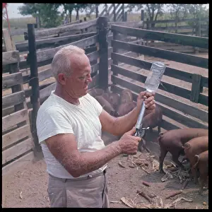 Missouri Prints: Veterinarian Preparing to Kill Infected Pigs