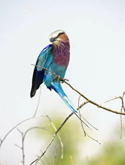Images Dated 13th August 2019: Vibrant Colored Lilac Breasted Roller Perched on Branch at Masai Mara Reserve