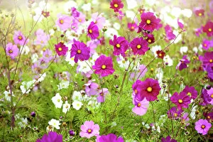 Wildflower Meadows Collection: Vibrant pink and white summer flowering Cosmos flowers in soft summer sunshine