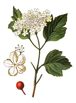 Viburnum opulus (common name: guelder-rose or guelder rose)