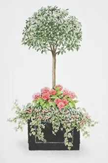Viburnum tinus, tree-like mop-headed shrub, with an underplanting of pink rose-like flowers of Begonia x tuberhybrida