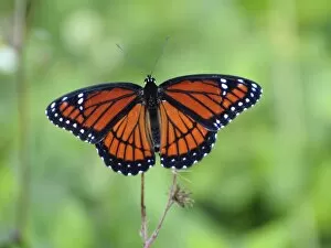 Viceroy butterfly, Limenitis archippus, mimics pattern and coloration of Monarch butterfly