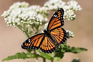 Monarch Butterfly (Danaus plexippus) Gallery: Viceroy Butterfly with Wings Spread