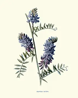 Vicia cracca, Bird vetch or tufted vetch, Common weed