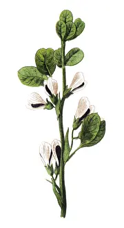 Vicia faba, broad bean, fava bean, faba bean, bell bean, field bean, tic bean or tick bean