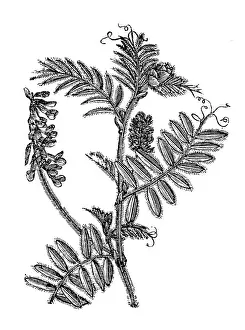 Cyprus Prints: Vicia villosa (hairy vetch, fodder vetch or winter vetch) (hairy vetch)