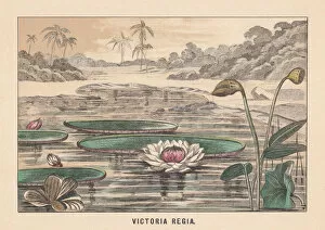 Images Dated 13th November 2017: Victoria amazonica (formerly Victoria Regia), hand-colored lithograph, published in 1891